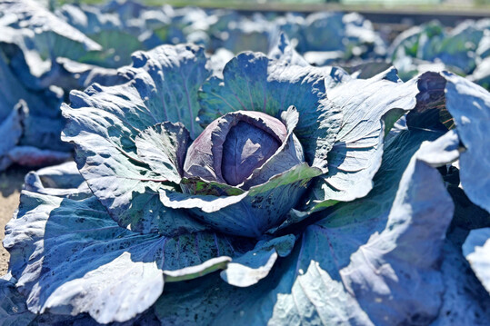 Hohe Lichtintensitten beeinflussen die Expression von Specifier-Proteinen und frdern so die Bildung gesundheitsfrdernder Isothiocyanate in Rotkohl.