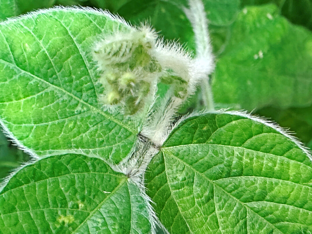 Die Anbaufläche für Soja ist in Deutschland stark gestiegen.