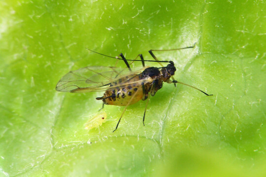 Geflügelte
<i>Nasonovia ribisnigri</i>
mit einer Junglaus aus Lebendgeburt.