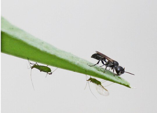 Grabwespen tragen Blattl�use als Nahrung f�r ihre Larven in ihre Nester. Eine gute Nachricht f�r Gem�seproduzenten. Denn es bleiben keine R�ckst�nde im Erntegut.