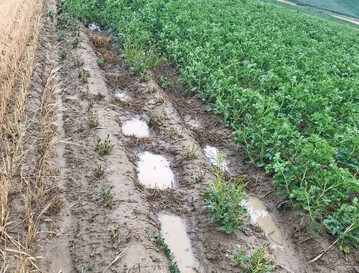 Wasserrckhalt in Querdmmen nach einem starken Niederschlagsereignis.