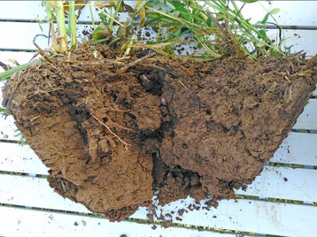 Das BMLEH untersttzt Vorhaben, die den Humusaufbau und -erhalt frdern.