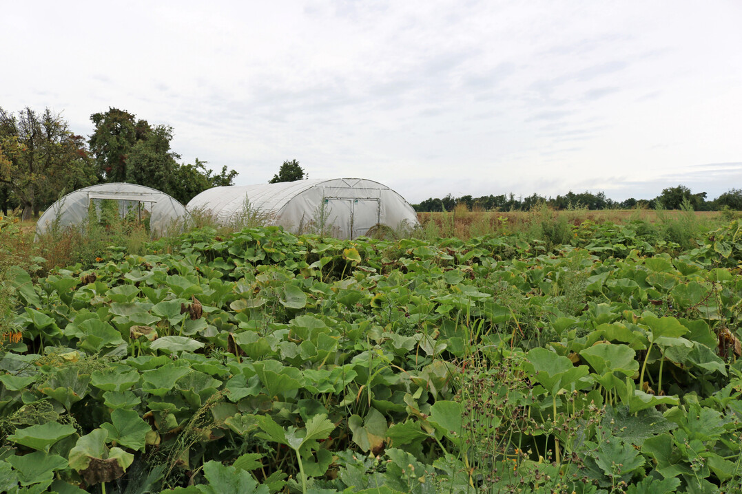 Gemseanbau auf 2.500 m
2
, zum Groteil im Freiland. In den Gewchshusern stehen 100 Tomatenpflanzen, 80 Paprika und 20 Gurken. Bald ist Erntezeit im Krbisbeet.