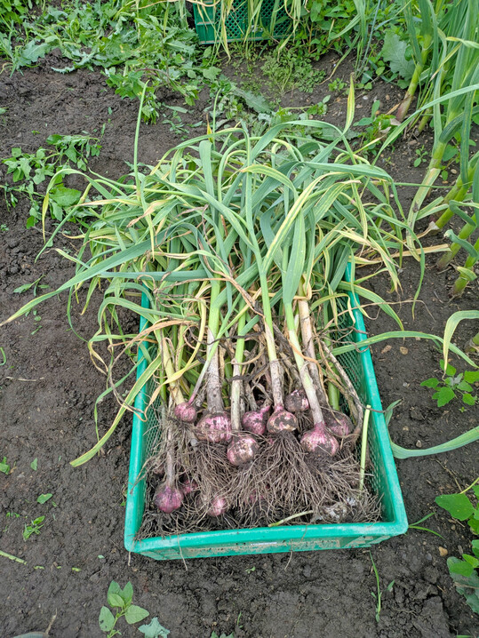Frisch geernteter Knoblauch.