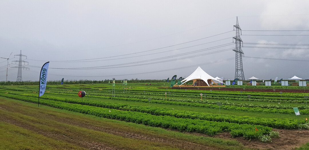 Auf rund 2 ha Flche prsentierte Enza Zaden am Firmensitz in Dannstadt-Schauernheim etwa 230 bewhrte Sorten und interessante Neuheiten.