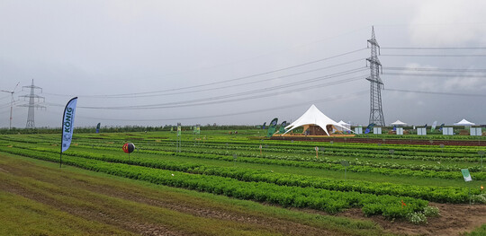 Auf rund 2 ha Fl�che pr�sentierte Enza Zaden am Firmensitz in Dannstadt-Schauernheim etwa 230 bew�hrte Sorten und interessante Neuheiten.