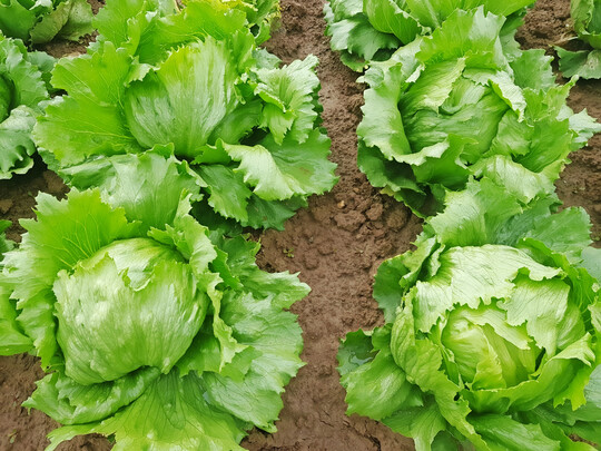 Der neue Eissalat Thibo kommt auch unter widrigen Anbaubedingungen gut zurecht.