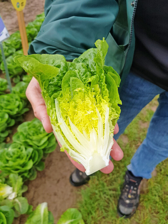 Durch seine mittelschnelle Fllung zeigt der Mini-Romana Hannes eine vergleichsweise lange Haltbarkeit.