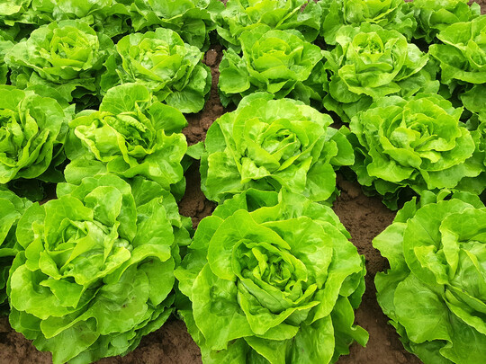 Stark gegen Innenrand und volle 
<i>Bremia</i>
-Resistenz, das sind nur zwei der Eigenschaft des neuen Kopfsalats Anamigo.