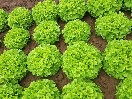 Resistent gegenber dem Bio-Typ 1 von 
<i>Fusarium</i>
 zeigt sich der neue Eichblatt Ophir.