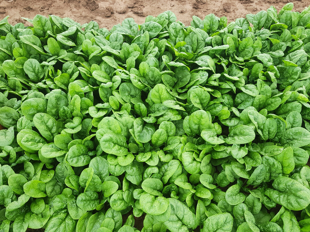 Die neuen Spinatsorten Highcountry