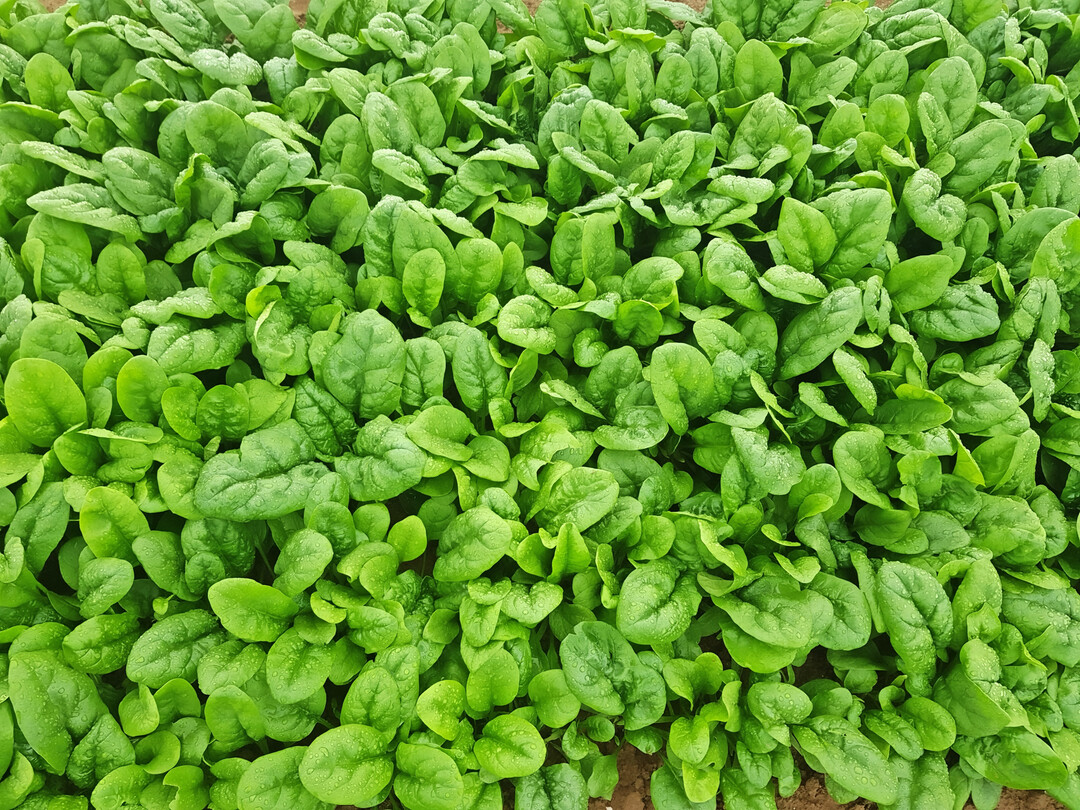  und Kingranch ergnzen die beiden 2024er-Neuheiten Jeep und Escape im Sommeranbau.