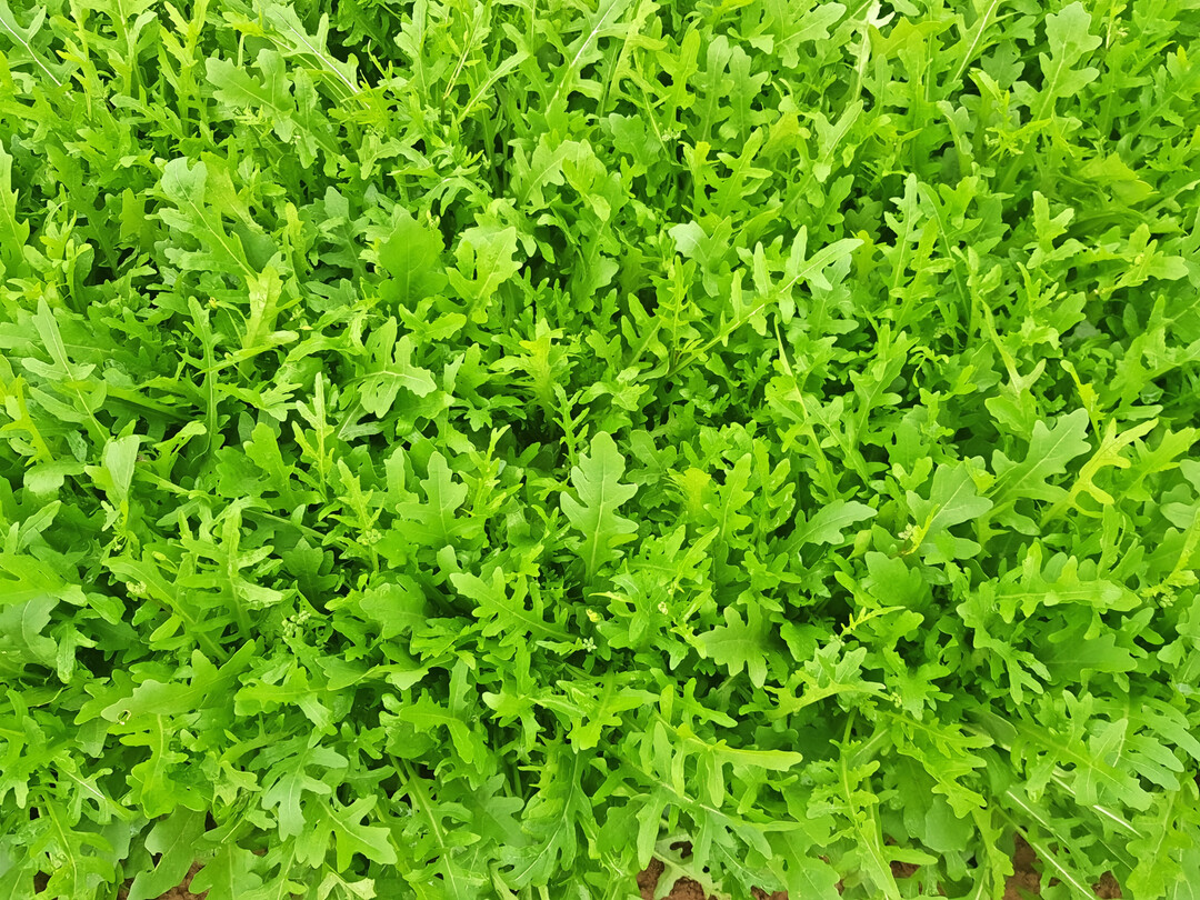 Mercezia zeigt die beste Resistenz gegen Falschen Mehltau im gesamten Rucola-Sortiment.