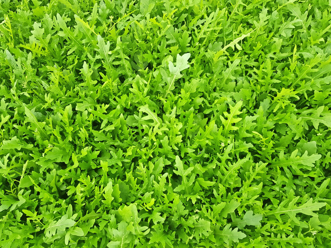 Auch Novizia verfgt ber eine intermedire Resistenz gegen Falschen Mehltau.