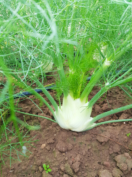 Der Knollenfenchel Milvio ist wenig anfllig gegen Druckstellen und Verbrunungen.