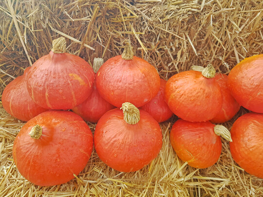 Diesjhriges Highlight sowohl im konventionellen als auch Bio-Segement: Hokkaido-Neuheit Spring Light.