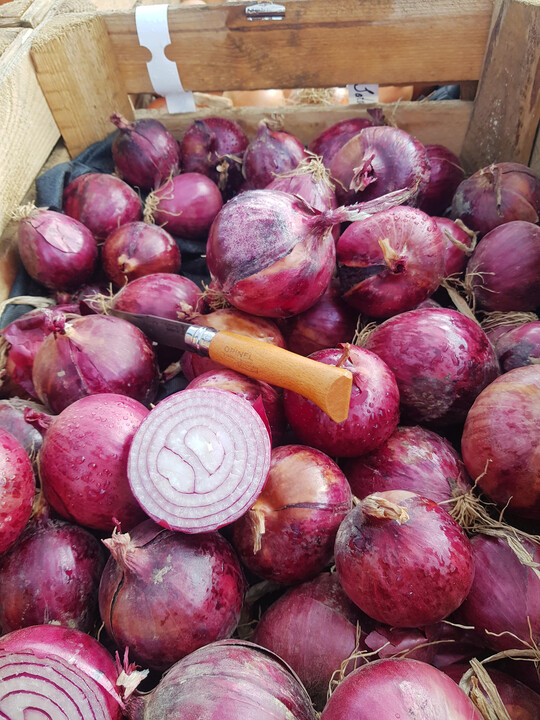 Barolo ist die erste kommerzielle Zwiebelsorte aus dem eigenen Zchtungsprogramm.