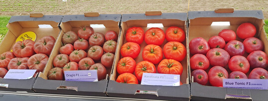 Auen historisch, innen modern: die neuen Heirloom-Tomaten fr den kommerziellen Anbau.