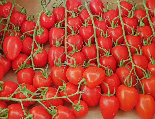 Neue Pflaumentomate in der Sunstream-Familie: Sunstream Heaven.