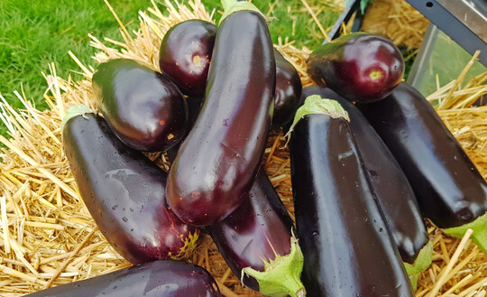 Die neue Nummernsorte EZ 1970 wurde speziell fr den Bio-Anbau gezchtet.