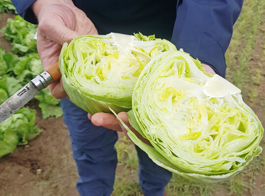 Ein kurzer Schoss, eine lockere Fllung und somit ein weites Erntefenster zeichnen den neuen Eissalat Ice Trance aus.
