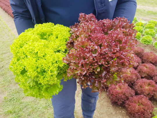 Das neue Lollo-Paar LMUL24-2421 (links) und LMUL24-2416 (rechts).