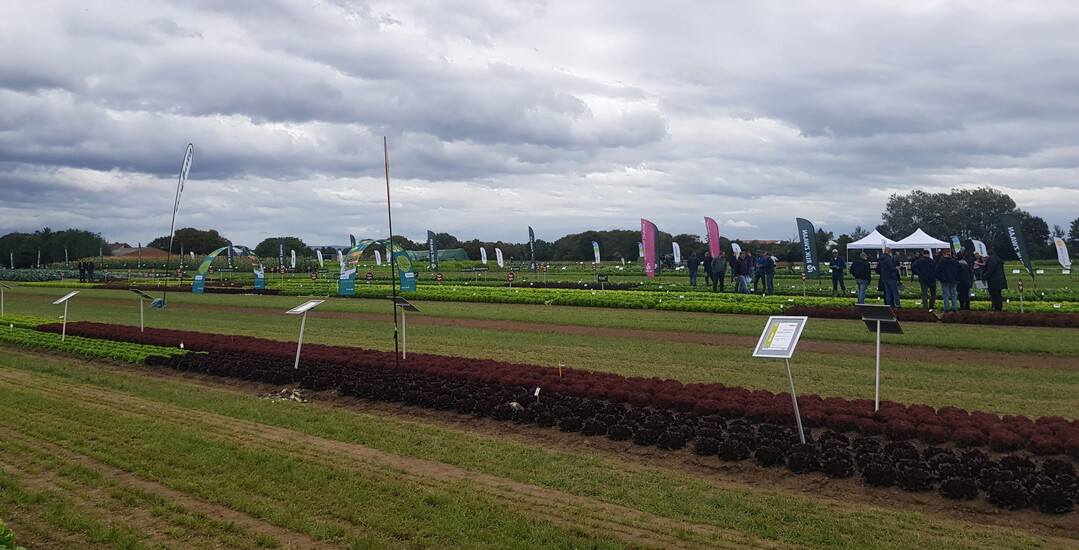 Neben anderen war auch Rijk Zwaan 2025 wieder mit einer Demo-Fläche beim Feldtag in Schifferstadt präsent.