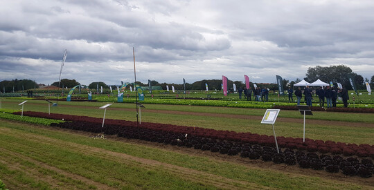 Neben anderen war auch Rijk Zwaan 2025 wieder mit einer Demo-Flche beim Feldtag in Schifferstadt prsent.
