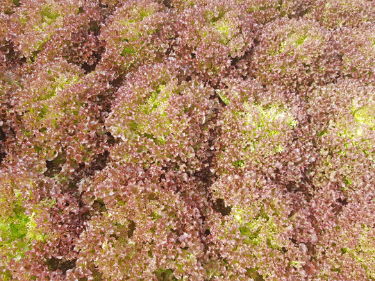 Lollo rossa Rooney lst mit seiner vollstndigen 
<i>Bremia</i>
-Resistenz Traject ab.
