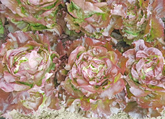 Roter Kopfsalat mit voller Mehltau-Resistenz fr den Sommeranbau: 43-BU5426*.