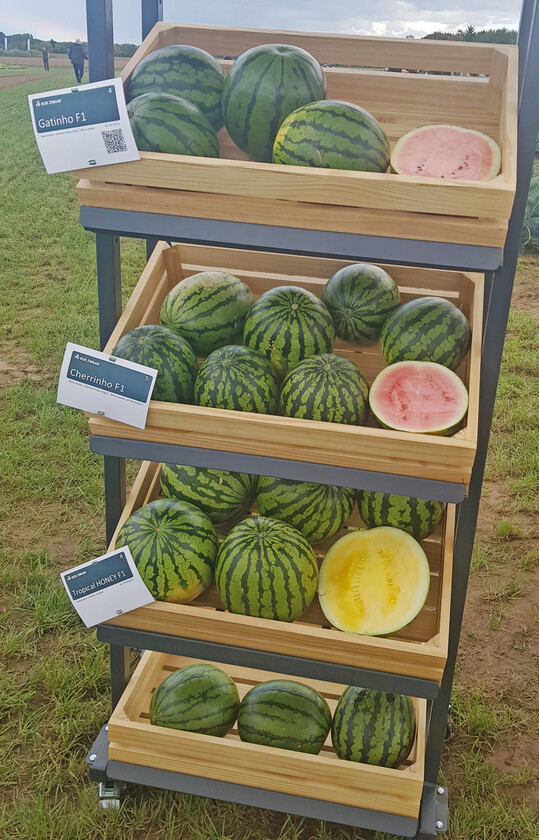 Ein buntes Wassermelonen-Sortiment konnte vor Ort verkostet werden.