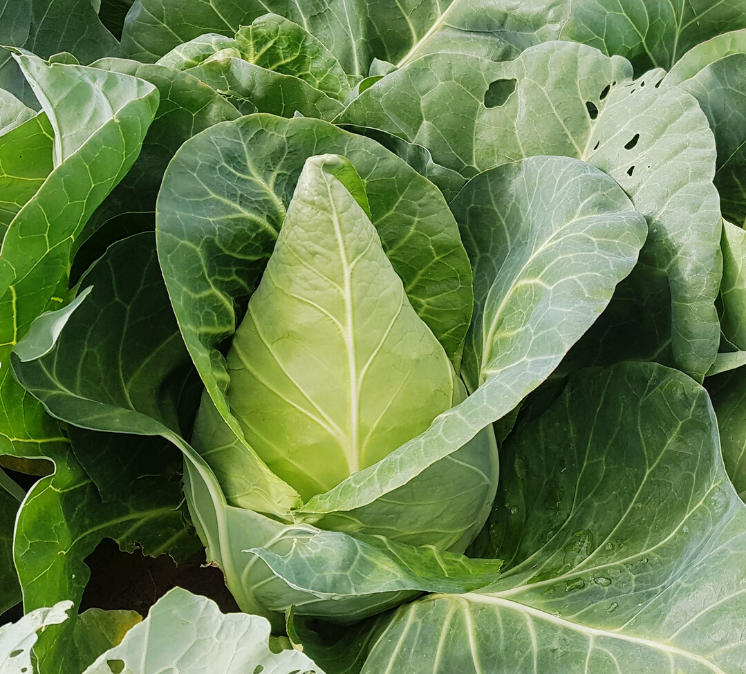 Ideal fr die lange Lagerung: Spitzkohl Baron.