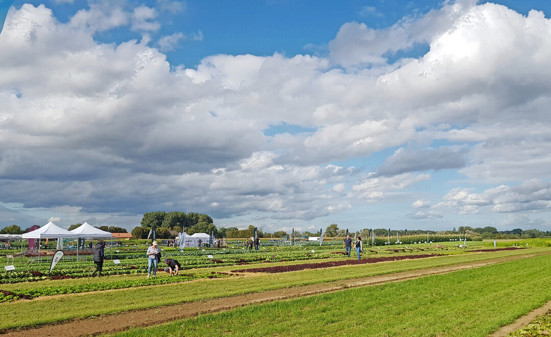 Viele Salat-Neuheiten und Sorten im experimentellen Stadium stellte Vilmorin-Mikado auf dem Pfälzer Feldtag vor.