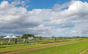 Viele Salat-Neuheiten und Sorten im experimentellen Stadium stellte Vilmorin-Mikado auf dem Pflzer Feldtag vor.