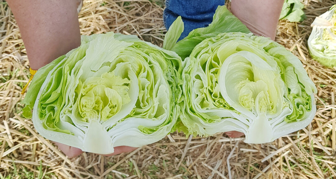 Die Eissalat-Neuheit Noumea entwickelt runde bis flachrunde Kpfe.