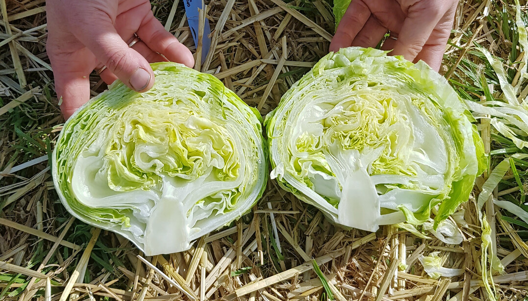 ICE 00059 ist eine kompakte Sorte fr den Frischmarkt.