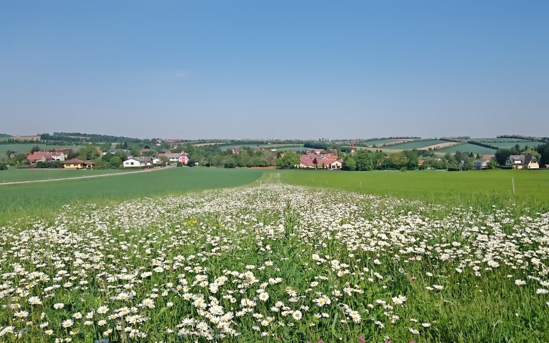 Ein Blühstreifen zwischen Getreidefeldern.