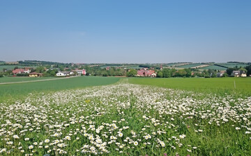 Ein Blhstreifen zwischen Getreidefeldern.
