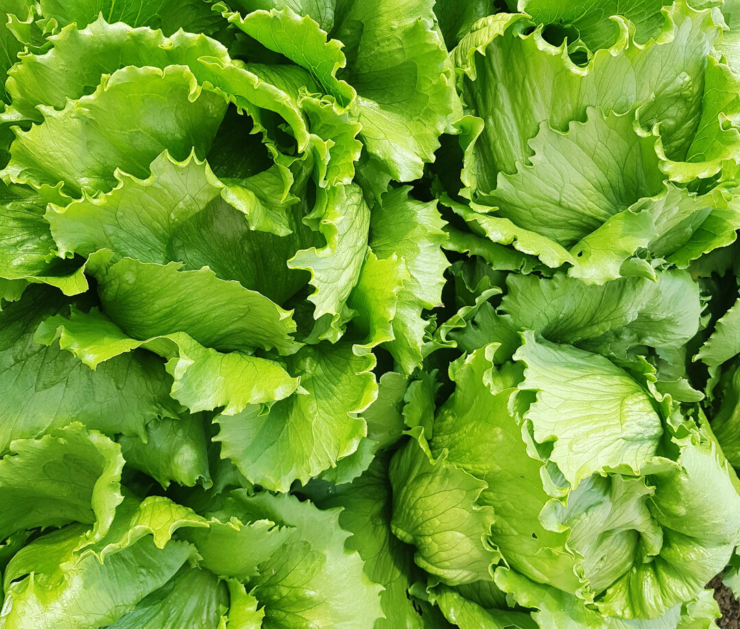 Einige neue Salatsorten bringen eine Resistenz gegen
<i>Nasonovia</i>
mit.