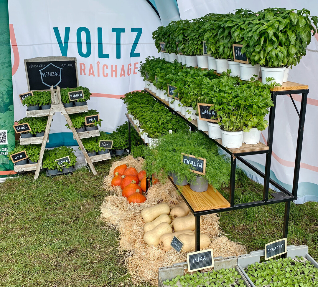 Kruter und mehr von VOLTZ Marachage beim Feldtag in der Pfalz.