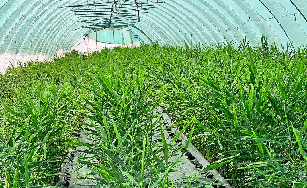 Wer hat bereits Erfahrungen im Anbau von Ingwer und mchte diese fr eine Diplomarbeit weitergeben?