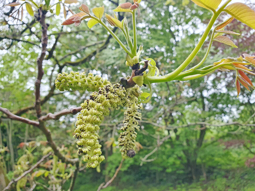 Könnten Walnüsse ein interessanter neuer Betriebszweig sein?