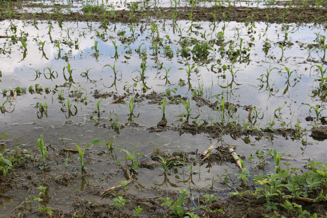 Extremwetterereignisse im Sommer 2025 sorgten nicht nur für Schäden in der Landwirtschaft.