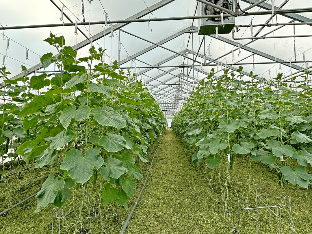 Auch Produkte aus der Bio-Grtnerei Watzkendorf landen auf dem Regio-Teller in der Mensa Neubrandenburg.