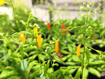 Durch einen bestimmten Mechanismus knnen Pflanzen entscheiden, ob das Wachstumshormon Auxin ausgeschttet wird.