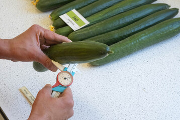 Bei der Einzelfruchtbonitur wurden Fruchtgewicht und -länge, Durchmesser, Farbe, Form, Riefigkeit, Halsansatz und Bestachelung erfasst.