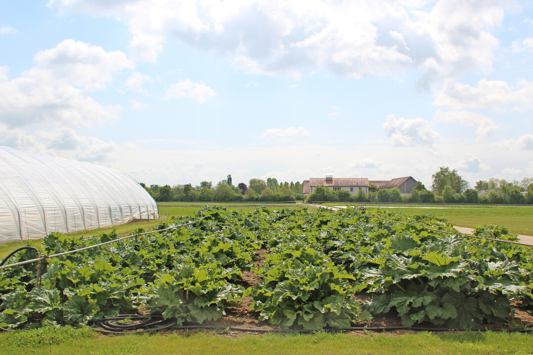 Der Rhabarber-Versuchsbestand am 6. Mai 2019.