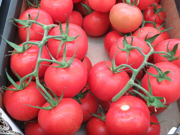 Tomaten knnen nicht nur Ketchup, sondern auch Wein! Ein kanadischer Tomatenfarmer mischt mit seinem Wein aus Tomaten die Branche auf.