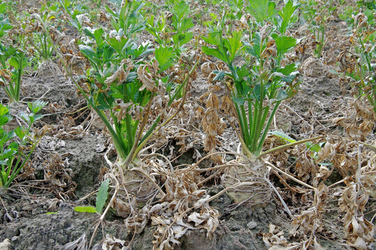 Sellerie mit massiven Laubschäden, ausgelöst durch einen Befall mit
<i>Cercospora apii</i>
.