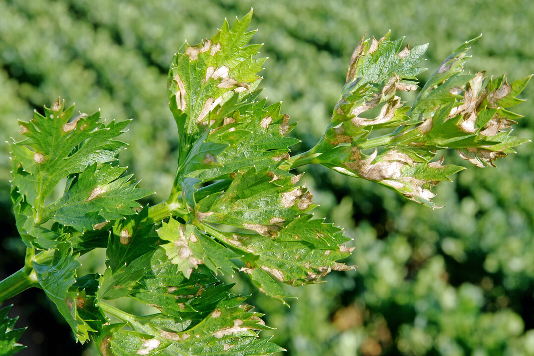 Anfangsbefall durch 
<i>Cercospora apii</i>
 an Sellerie.